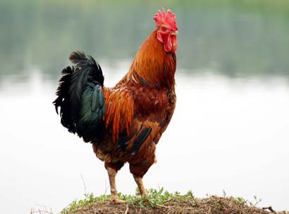 雄鸡临终前开口念佛_虚云老和尚亲述动物神奇(图) 雄鸡临终前开口念佛_虚云老和尚亲述动物神奇(图)