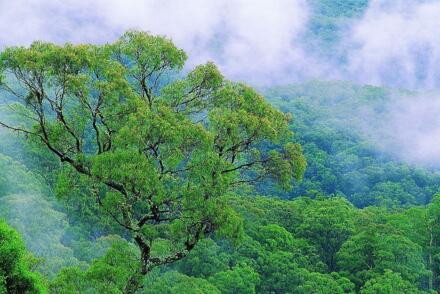 ��������˵����ɭ�ֿ��������ھ�