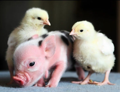 ��ʳ�������ĸ����������ΪʲôӦ����ʳ