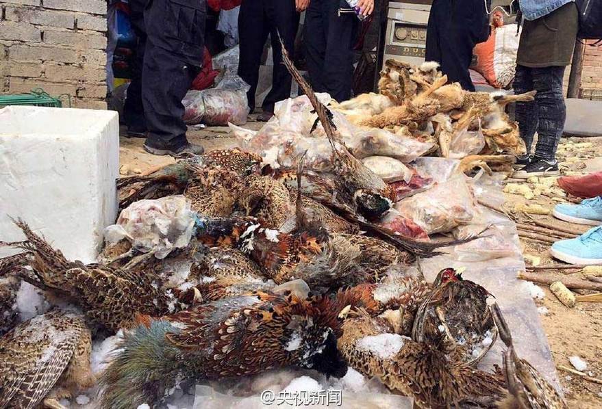 放生的智慧:一招斩断黑心商贩“放生”敛财链 放生的智慧:一招斩断黑心商贩“放生”敛财链