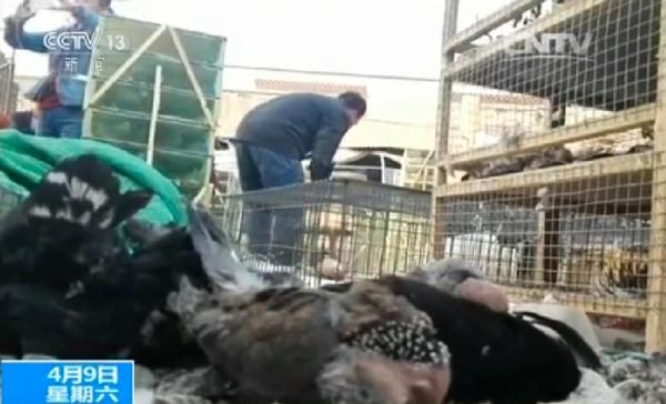 放生的智慧:一招斩断黑心商贩“放生”敛财链 放生的智慧:一招斩断黑心商贩“放生”敛财链