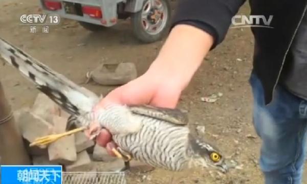 放生的智慧:一招斩断黑心商贩“放生”敛财链 放生的智慧:一招斩断黑心商贩“放生”敛财链