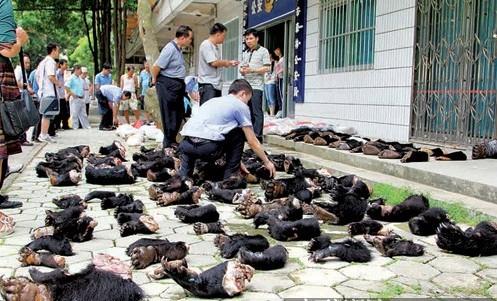 正视严酷现实:《野生动物保护法》究竟该怎么修改? 正视严酷现实:《野生动物保护法》究竟该怎么修改?