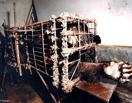 正视严酷现实:《野生动物保护法》究竟该怎么修改? 正视严酷现实:《野生动物保护法》究竟该怎么修改?