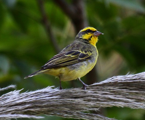 正视严酷现实:《野生动物保护法》究竟该怎么修改? 正视严酷现实:《野生动物保护法》究竟该怎么修改?