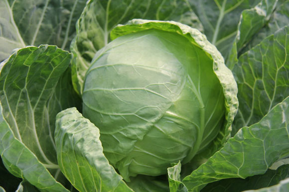 ���С�෢��̫��������������ʳ��ʤ����