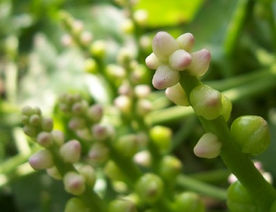 ��ʳ�ܿ������Ƽ�5���߲����ƶ��ְ�֢