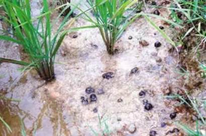 ��Ŀ����_��������������������ϡ�������(ͼ)