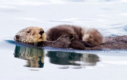 母爱惊天泣血:母亲强忍致命刀伤_临死前给孩子喂奶(图) 母爱惊天泣血:母亲强忍致命刀伤_临死前给孩子喂奶(图)