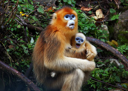 母爱惊天泣血:母亲强忍致命刀伤_临死前给孩子喂奶(图) 母爱惊天泣血:母亲强忍致命刀伤_临死前给孩子喂奶(图)