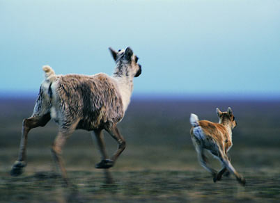 母爱惊天泣血:母亲强忍致命刀伤_临死前给孩子喂奶(图) 母爱惊天泣血:母亲强忍致命刀伤_临死前给孩子喂奶(图)