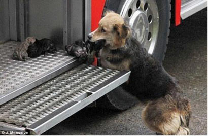 母爱惊天泣血:母亲强忍致命刀伤_临死前给孩子喂奶(图) 母爱惊天泣血:母亲强忍致命刀伤_临死前给孩子喂奶(图)