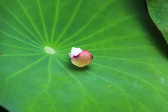 贫而不贪,就有很大的福报现前 贫而不贪,就有很大的福报现前
