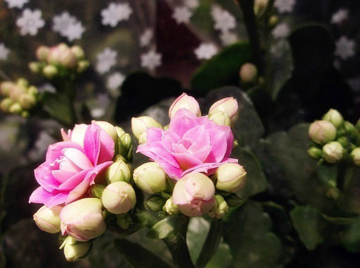 ���֪��һ��Ů�˵ĸ�������