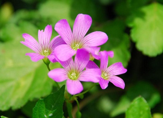 梦中念佛:改变我一生 梦中念佛:改变我一生