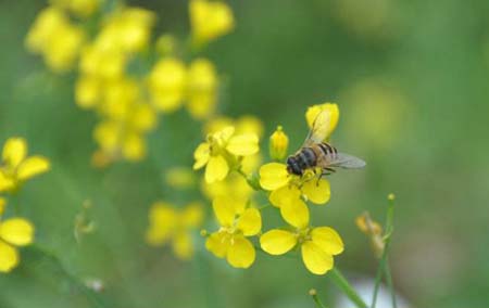 忤逆不孝,投胎变猪 忤逆不孝,投胎变猪